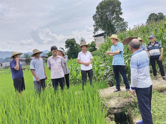 农坝镇水稻病虫害防治培训走进田间地头 技术送到手 增收有盼头